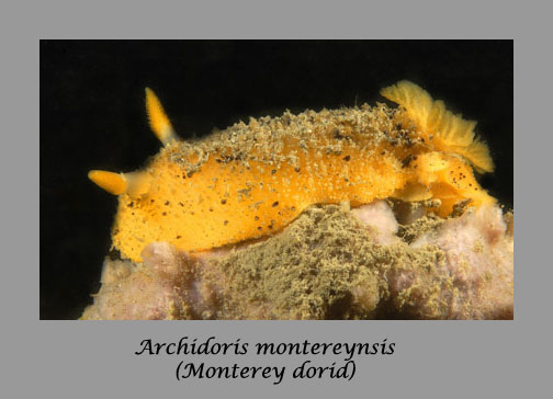 Archidoris montereyensis nudibranch